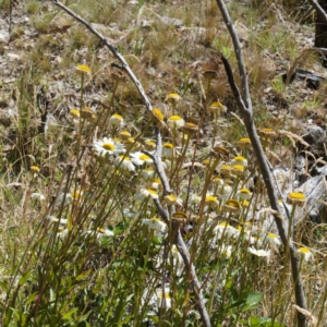 Leucanthemum x superbum at Namadgi National Park - 12 Feb 2024