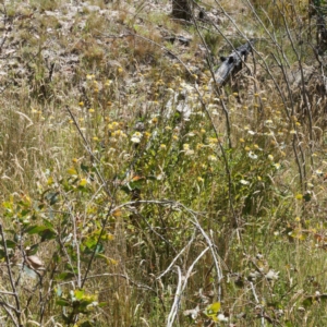 Leucanthemum x superbum at Namadgi National Park - 12 Feb 2024