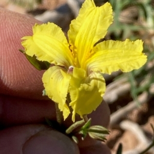 Velleia paradoxa at Yarralumla, ACT - 13 Feb 2024