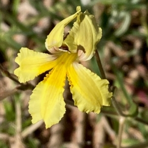 Velleia paradoxa at Yarralumla, ACT - 13 Feb 2024