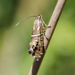 Glyphipterix calliscopa (A Gem moth : Glyphipterigidae) at Namadgi National Park - 12 Feb 2024 by DPRees125