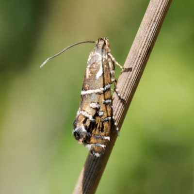 Glyphipterix calliscopa (A Gem moth : Glyphipterigidae) at Tharwa, ACT - 12 Feb 2024 by DPRees125