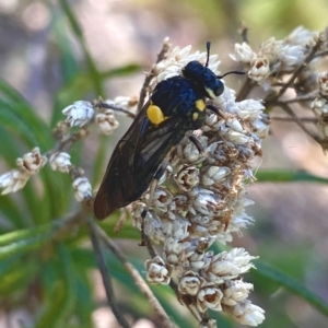 Pergagrapta bicolor at Rob Roy Range - 11 Feb 2024