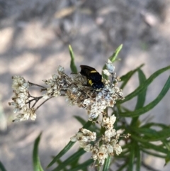 Pergagrapta bicolor at Rob Roy Range - suppressed