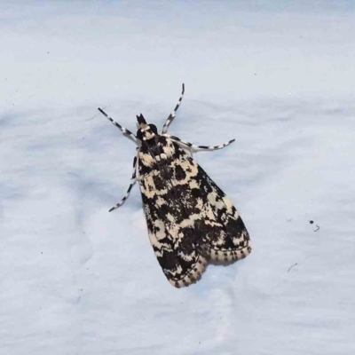 Scoparia exhibitalis (A Crambid moth) at Turner, ACT - 7 Feb 2024 by ConBoekel