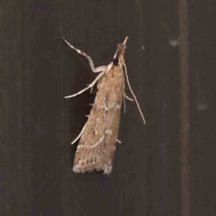 Eudonia cleodoralis (A Crambid moth) at Turner, ACT - 7 Feb 2024 by ConBoekel