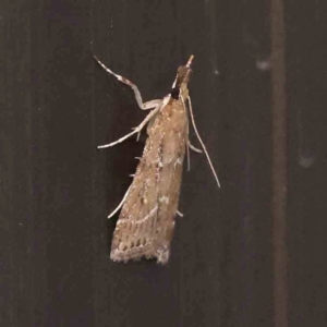 Eudonia cleodoralis at Turner, ACT - 7 Feb 2024 09:14 PM