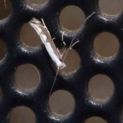 Dialectica scalariella/aemula (Echium Leaf Miners) at Turner, ACT - 9 Feb 2024 by ConBoekel