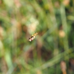 Simosyrphus grandicornis at Griffith Woodland (GRW) - 12 Feb 2024