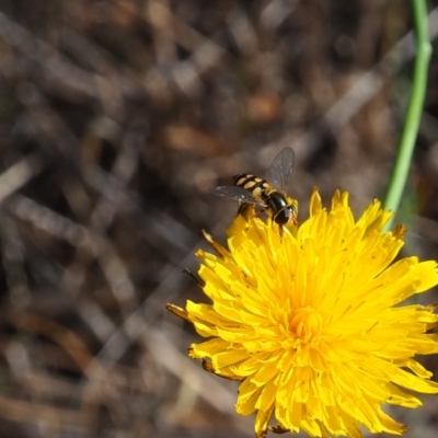 Simosyrphus grandicornis (Common hover fly) at Griffith, ACT - 11 Feb 2024 by JodieR