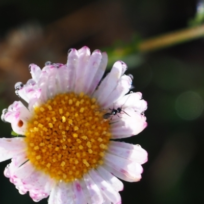 Chalcidoidea (superfamily) (A gall wasp or Chalcid wasp) at Griffith Woodland - 12 Feb 2024 by JodieR