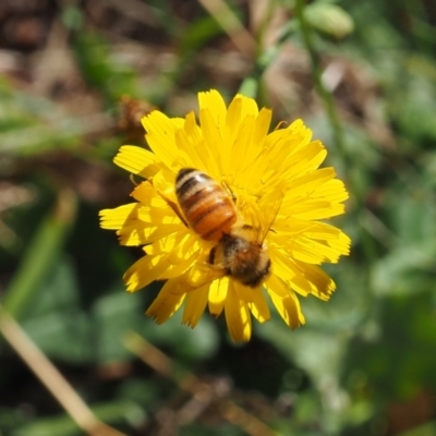Apis mellifera (European honey bee) at Griffith Woodland - 11 Feb 2024 by JodieR