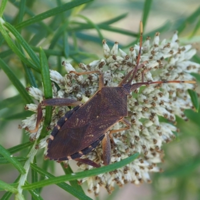 Amorbus sp. (genus) (Eucalyptus Tip bug) at Griffith Woodland - 12 Feb 2024 by JodieR