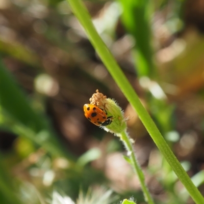 Hippodamia variegata (Spotted Amber Ladybird) at Griffith Woodland - 11 Feb 2024 by JodieR