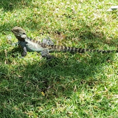 Intellagama lesueurii howittii (Gippsland Water Dragon) at Sullivans Creek, Acton - 13 Feb 2024 by VanceLawrence