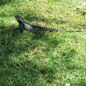 Intellagama lesueurii howittii at Sullivans Creek, Acton - 13 Feb 2024