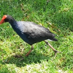 Porphyrio melanotus (Australasian Swamphen) at Australian National University - 13 Feb 2024 by VanceLawrence