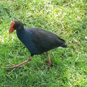 Porphyrio melanotus at Australian National University - 13 Feb 2024