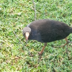 Porphyrio melanotus at Australian National University - 13 Feb 2024 01:26 PM