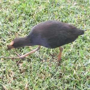 Porphyrio melanotus at Australian National University - 13 Feb 2024 01:26 PM