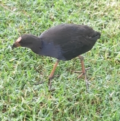 Porphyrio melanotus at Australian National University - 13 Feb 2024