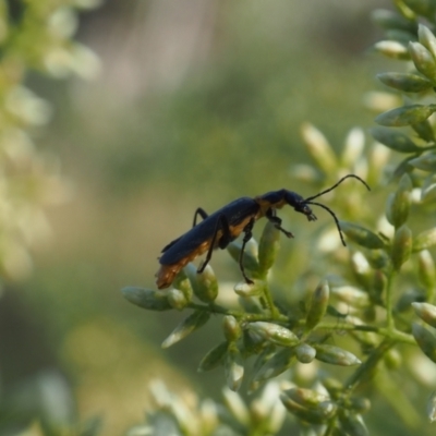 Chauliognathus lugubris (Plague Soldier Beetle) at Griffith Woodland - 12 Feb 2024 by JodieR