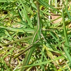 Acrida conica (Giant green slantface) at Sullivans Creek, Acton - 13 Feb 2024 by VanceLawrence