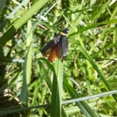 Chauliognathus lugubris (Plague Soldier Beetle) at Sullivans Creek, Acton - 13 Feb 2024 by VanceLawrence