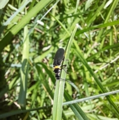 Chauliognathus lugubris at ANU018: Sullivans Creek, downstream of Burgmann College. - 13 Feb 2024