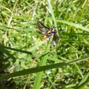 Chauliognathus lugubris at ANU018: Sullivans Creek, downstream of Burgmann College. - 13 Feb 2024