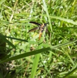 Chauliognathus lugubris at ANU018: Sullivans Creek, downstream of Burgmann College. - 13 Feb 2024