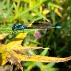 Ischnura heterosticta (Common Bluetail Damselfly) at Sullivans Creek, Acton - 13 Feb 2024 by VanceLawrence