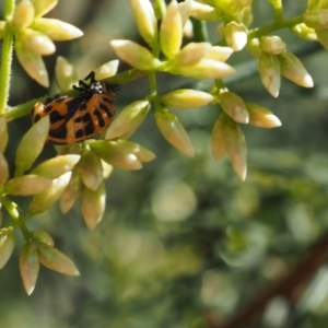 Harmonia conformis at Griffith Woodland (GRW) - 12 Feb 2024