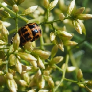 Harmonia conformis at Griffith Woodland (GRW) - 12 Feb 2024