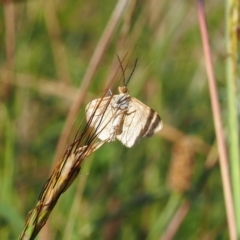 Scopula rubraria (Reddish Wave, Plantain Moth) at Griffith Woodland (GRW) - 12 Feb 2024 by JodieR