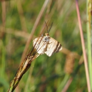 Scopula rubraria at Griffith Woodland (GRW) - 12 Feb 2024 09:40 AM