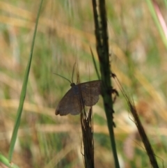 Scopula rubraria at Griffith Woodland (GRW) - 12 Feb 2024 09:40 AM