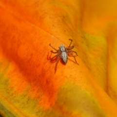 Oxyopes sp. (genus) (Lynx spider) at Griffith Woodland - 11 Feb 2024 by JodieR