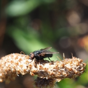 Calliphora vicina at Griffith Woodland (GRW) - 12 Feb 2024