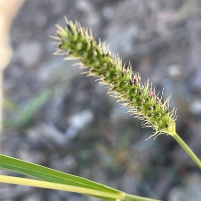 Setaria parviflora (Slender Pigeon Grass) at Numeralla, NSW - 11 Feb 2024 by JaneR