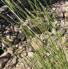 Setaria parviflora at Numeralla, NSW - 11 Feb 2024