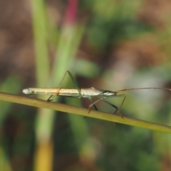 Mutusca brevicornis (A broad-headed bug) at Griffith Woodland (GRW) - 12 Feb 2024 by JodieR