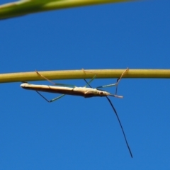 Mutusca brevicornis at Griffith Woodland (GRW) - 12 Feb 2024 09:53 AM