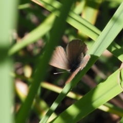 Zizina otis (Common Grass-Blue) at Griffith Woodland (GRW) - 11 Feb 2024 by JodieR