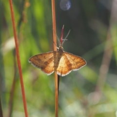 Scopula rubraria (Reddish Wave, Plantain Moth) at Griffith Woodland - 12 Feb 2024 by JodieR