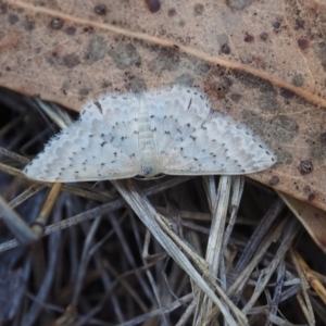 Idaea philocosma at Griffith Woodland (GRW) - 12 Feb 2024 09:59 AM