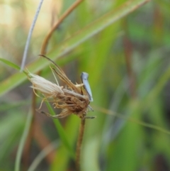 Heliocosma (genus - immature) (A tortrix or leafroller moth) at Griffith Woodland - 12 Feb 2024 by JodieR