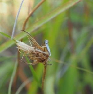 Heliocosma (genus - immature) at Griffith Woodland (GRW) - 12 Feb 2024 10:00 AM