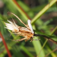 Heliocosma (genus - immature) at Griffith Woodland (GRW) - 12 Feb 2024 10:00 AM