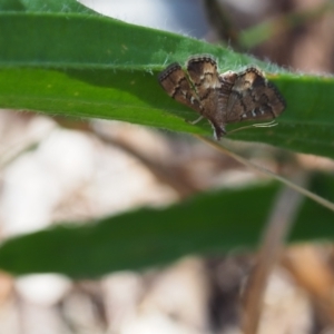 Nacoleia rhoeoalis at Griffith Woodland (GRW) - 12 Feb 2024 10:04 AM